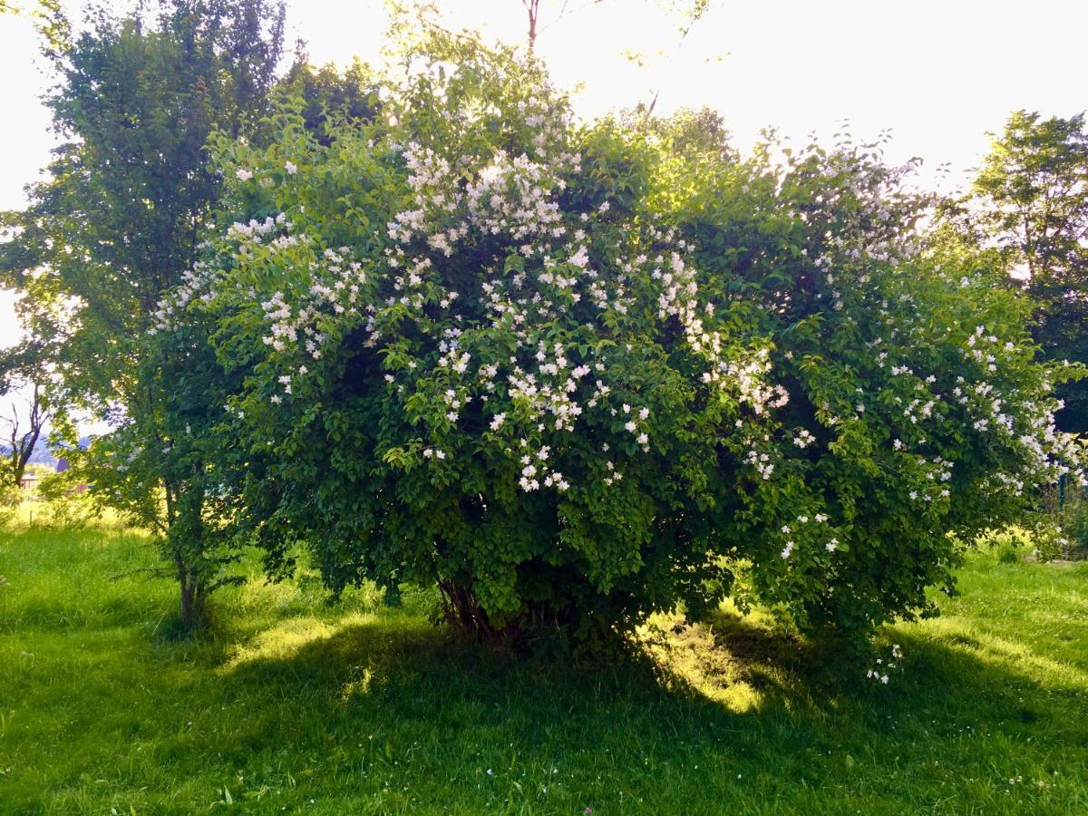 Naturforsthaus Gartenblick Fuer Hunde - Und Naturverbundene Menschen Bed and Breakfast Preitenegg Eksteriør billede